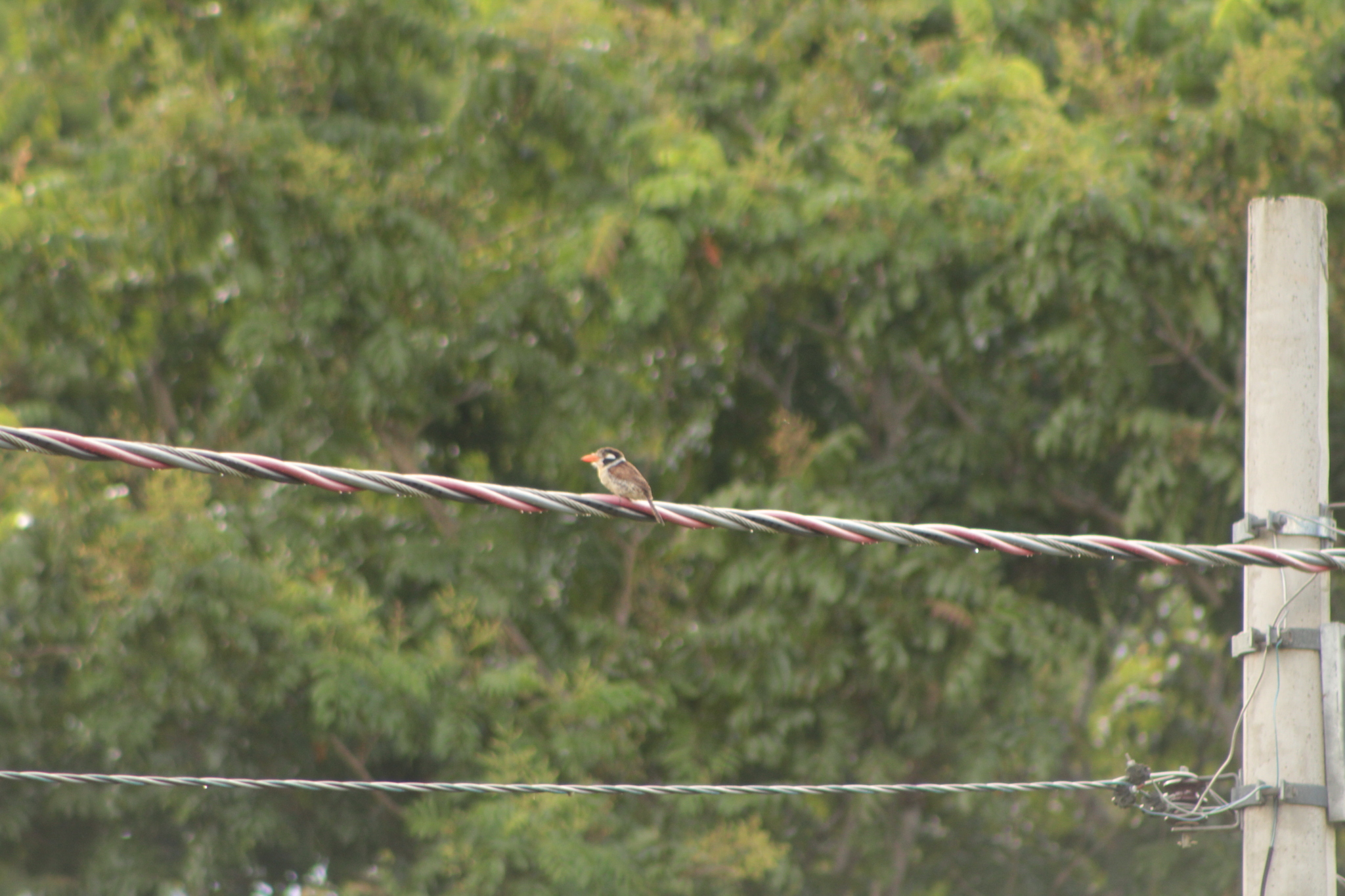 White-eared Puffbird (Nystalus chacuru), photo 7