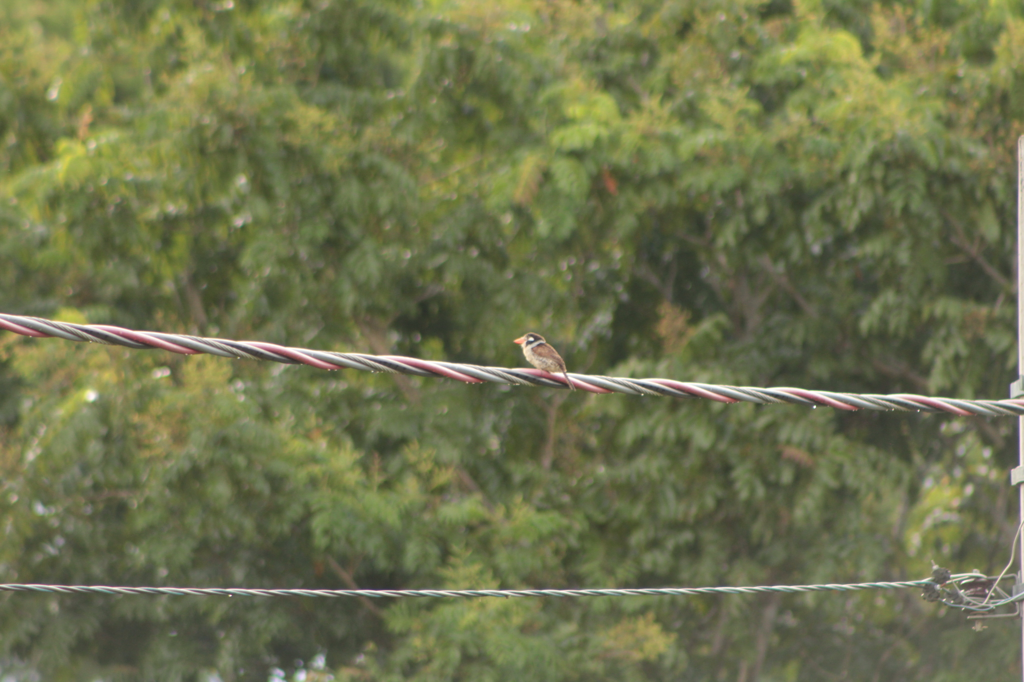 White-eared Puffbird (Nystalus chacuru), photo 8