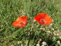Papaver orientale