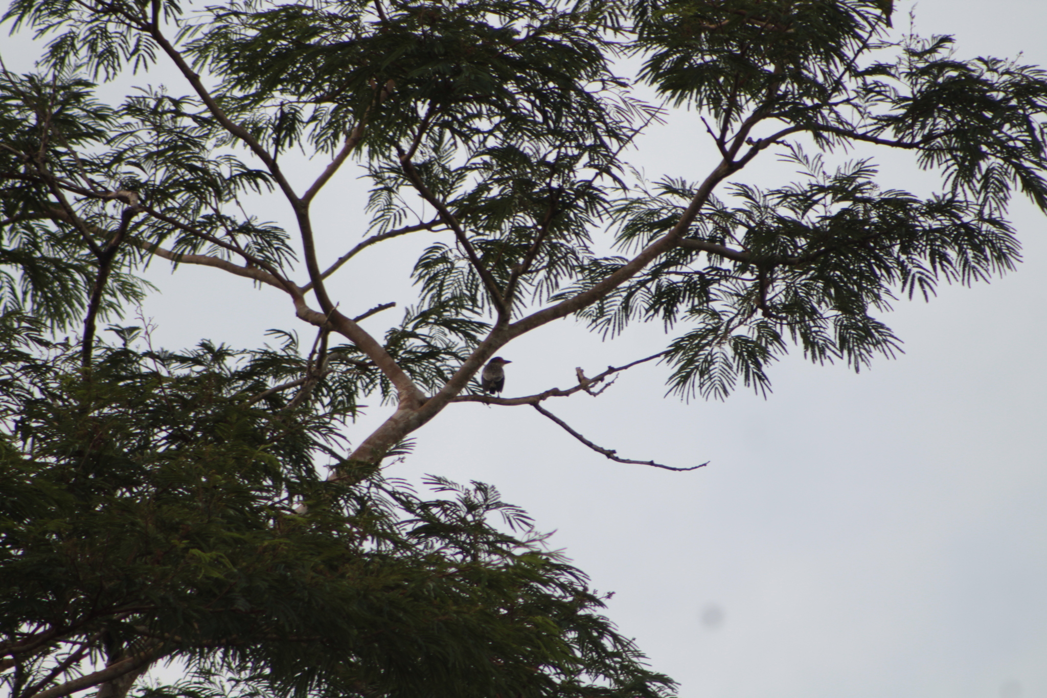 Black-tailed Tityra (Tityra cayana), photo 10