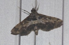 Nacoleia amphicedalis