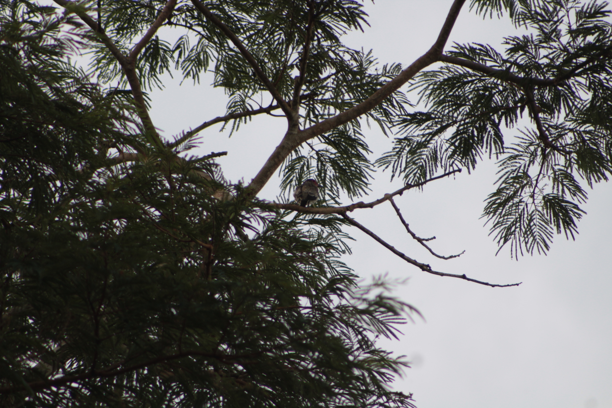 Black-tailed Tityra (Tityra cayana), photo 9