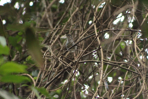 Black-capped Antwren (Herpsilochmus atricapillus), photo 4