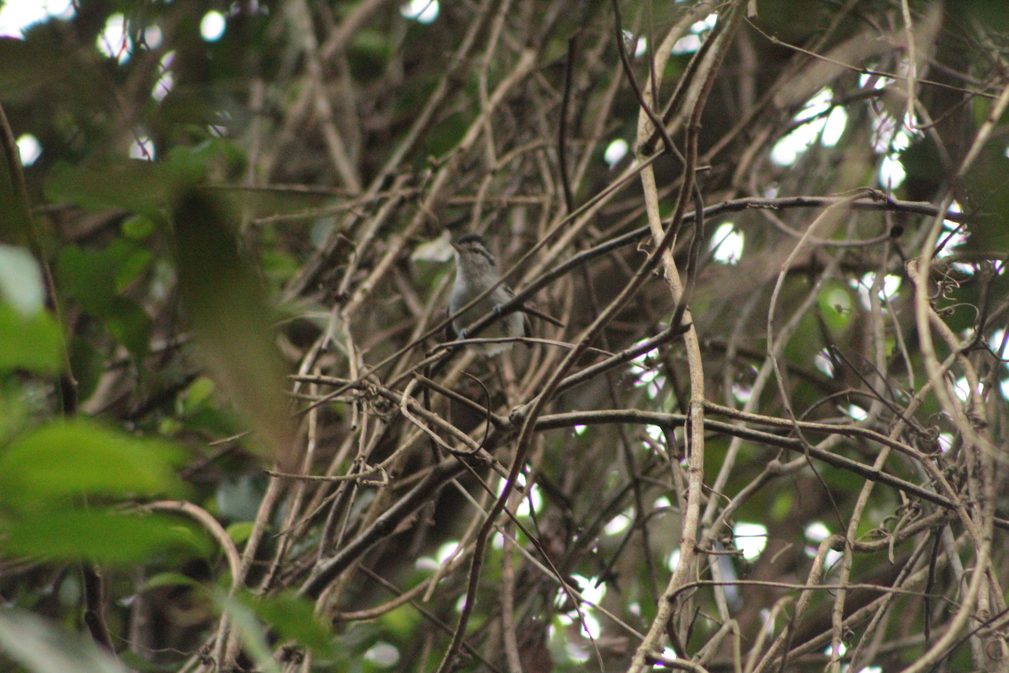 Black-capped Antwren (Herpsilochmus atricapillus), photo 6