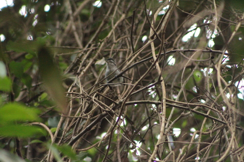 Black-capped Antwren (Herpsilochmus atricapillus), photo 3
