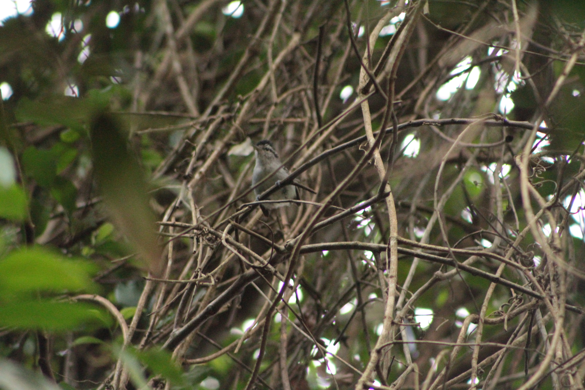 Black-capped Antwren (Herpsilochmus atricapillus), photo 5