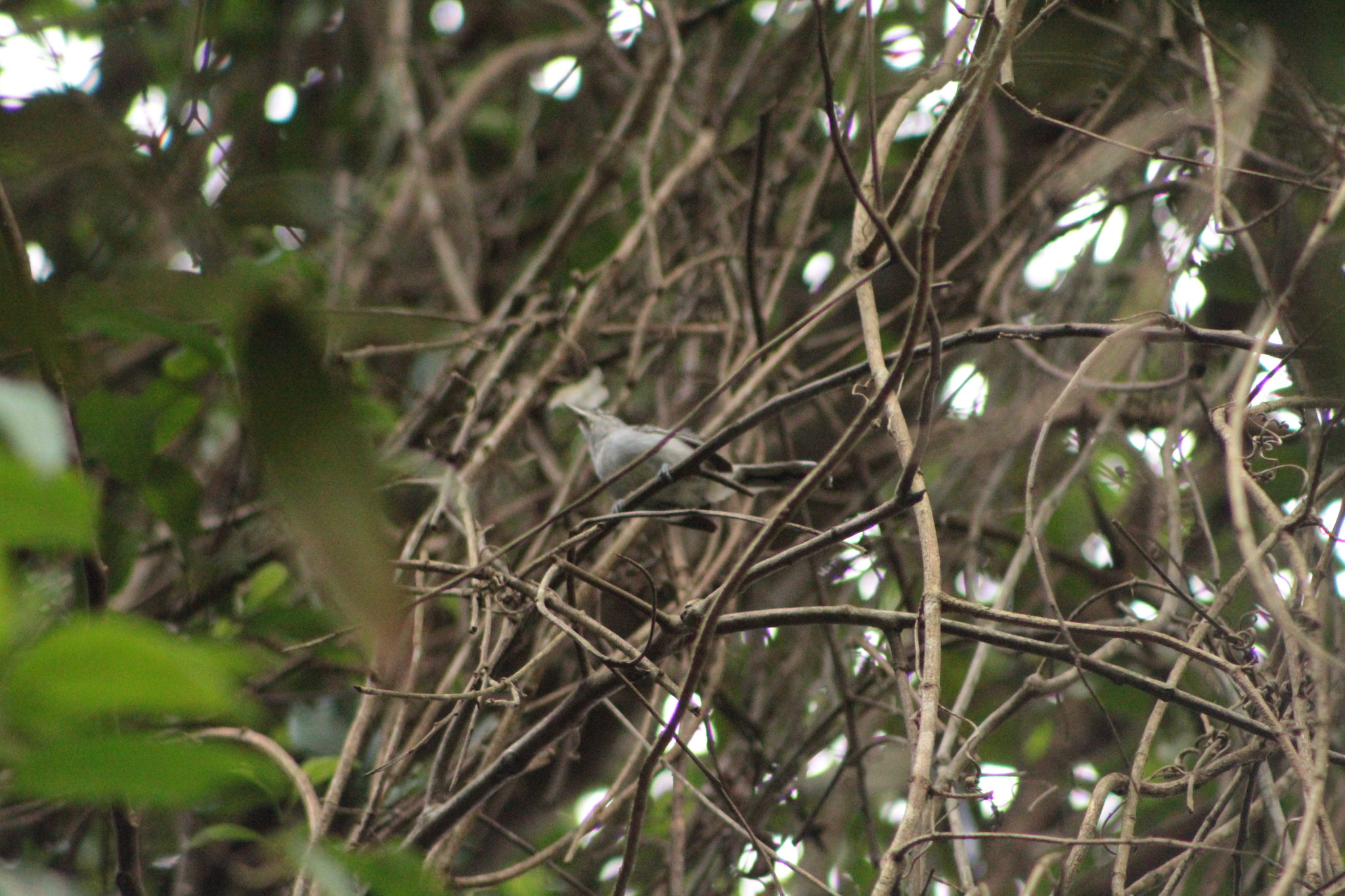 Black-capped Antwren (Herpsilochmus atricapillus), photo 7