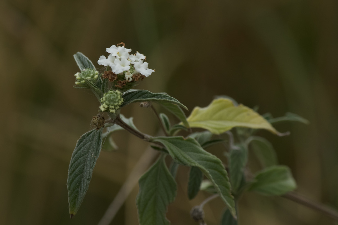 Lantana canescens