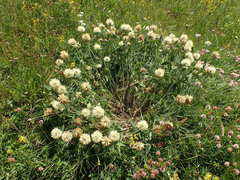 Trifolium trichocephalum