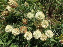 Trifolium trichocephalum