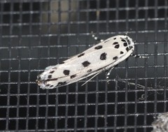 Ethmia sphaerosticha