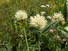 Trifolium trichocephalum