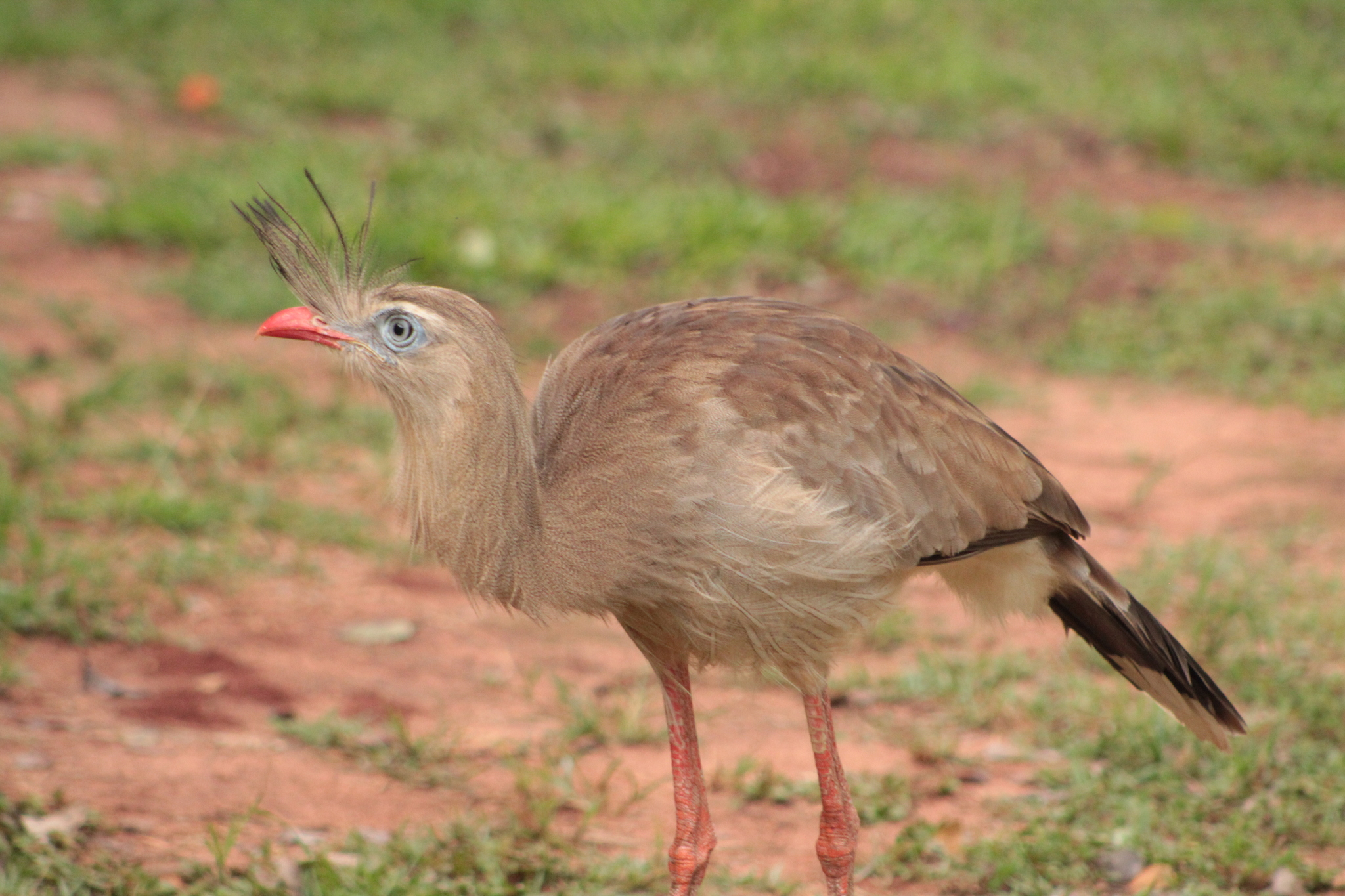 Red-legged Seriema (Cariama cristata), photo 2