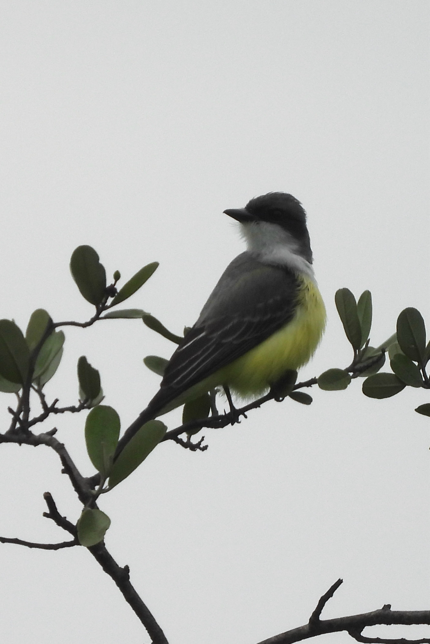Snowy-throated Kingbird (Tyrannus niveigularis), photo 1