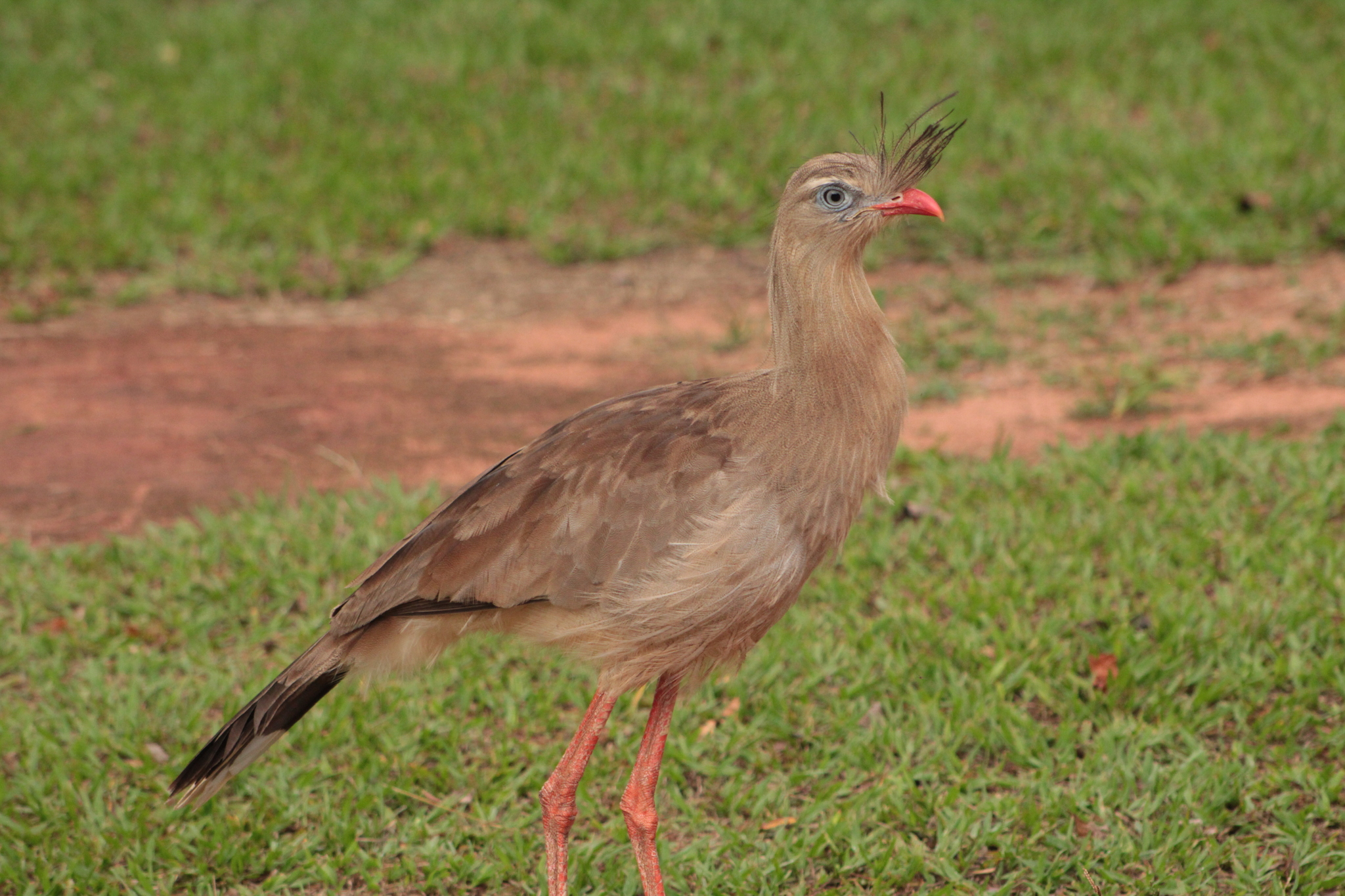 Red-legged Seriema (Cariama cristata), photo 1