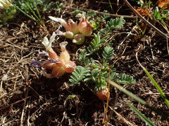 Astragalus lineatus