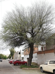 Prosopis