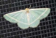 Mixocera latilineata