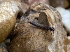 Leptophlebia