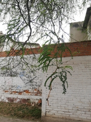 Prosopis