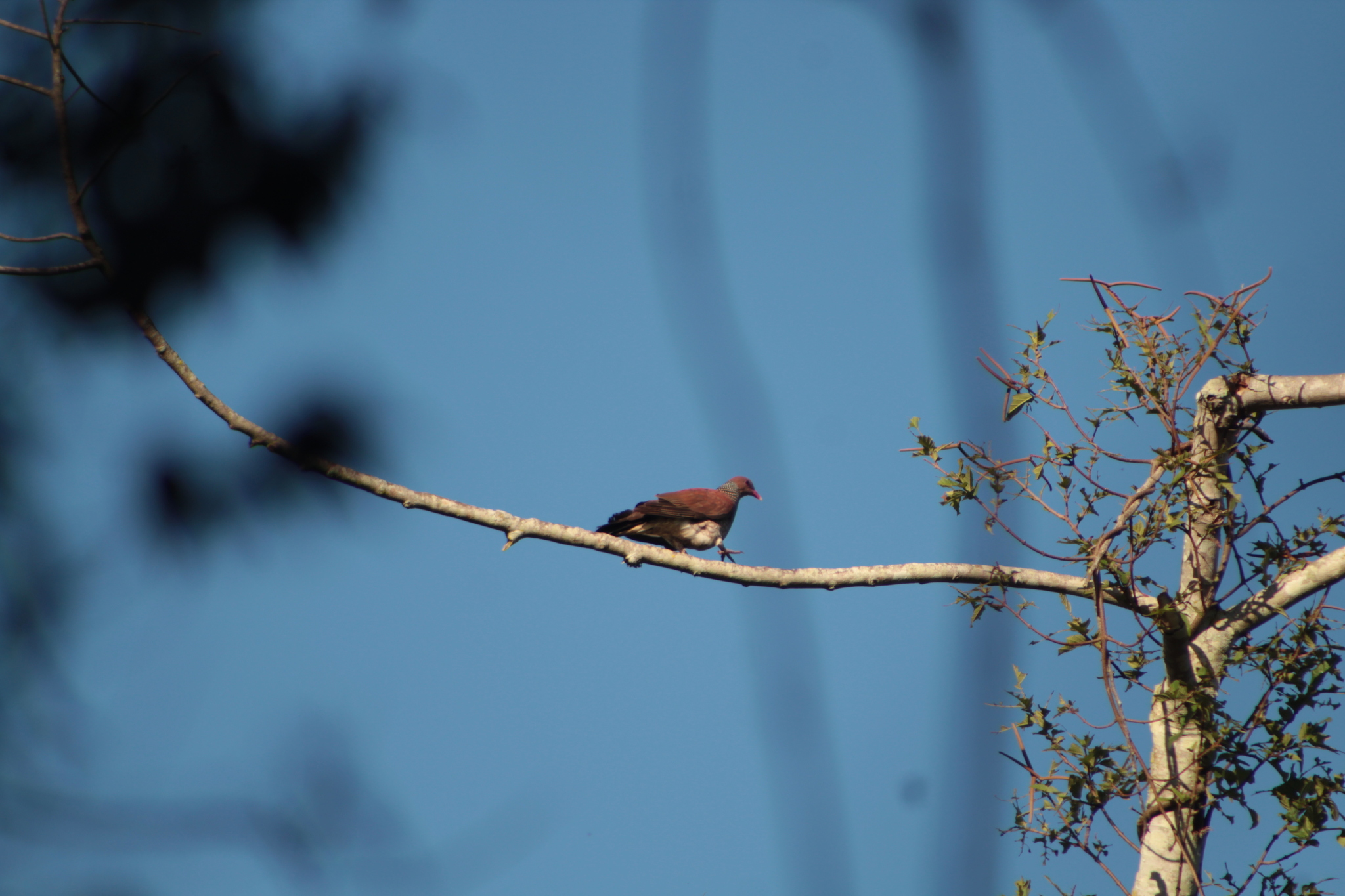 Scaled Pigeon (Patagioenas speciosa), photo 7