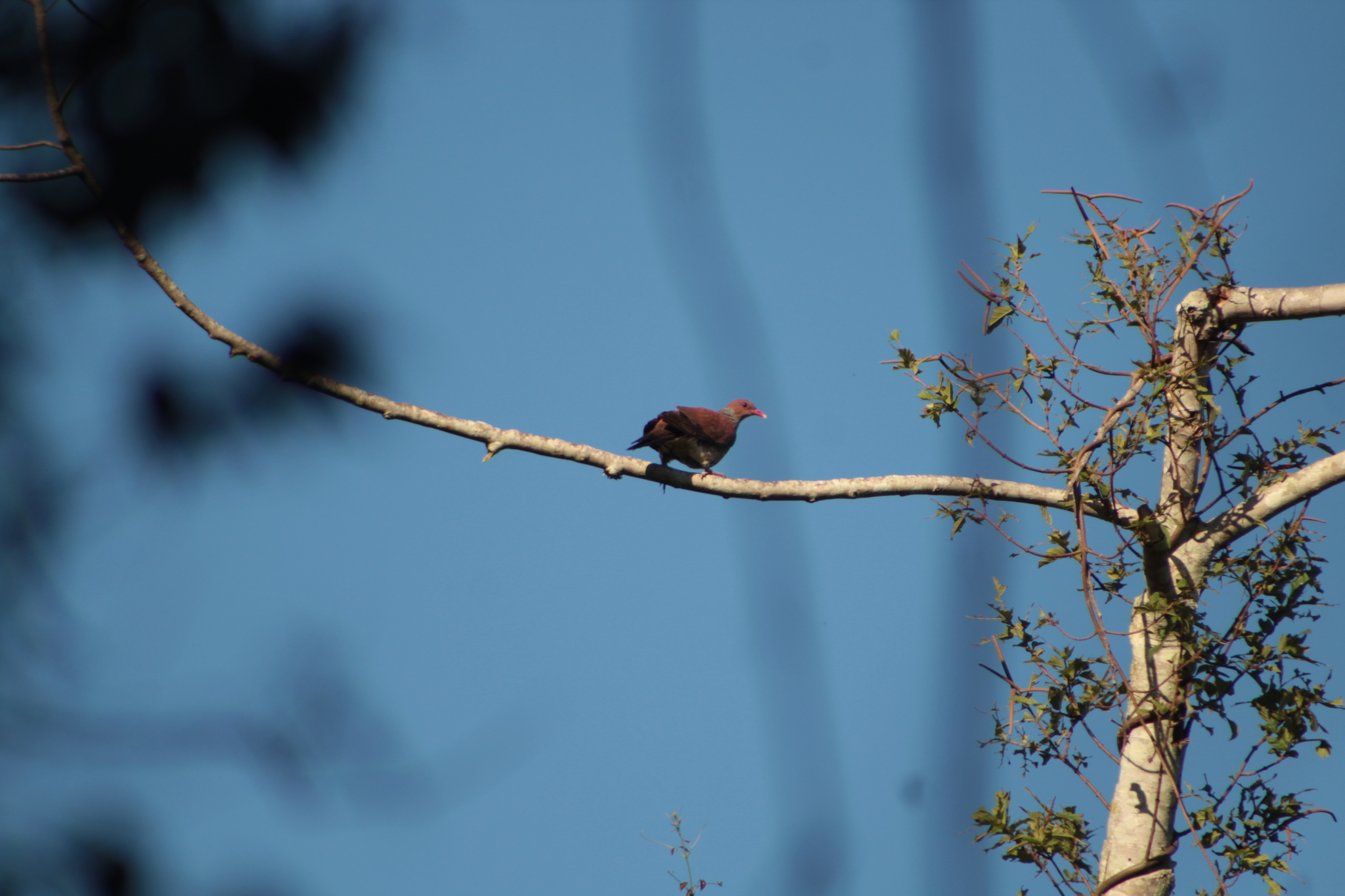 Scaled Pigeon (Patagioenas speciosa), photo 10