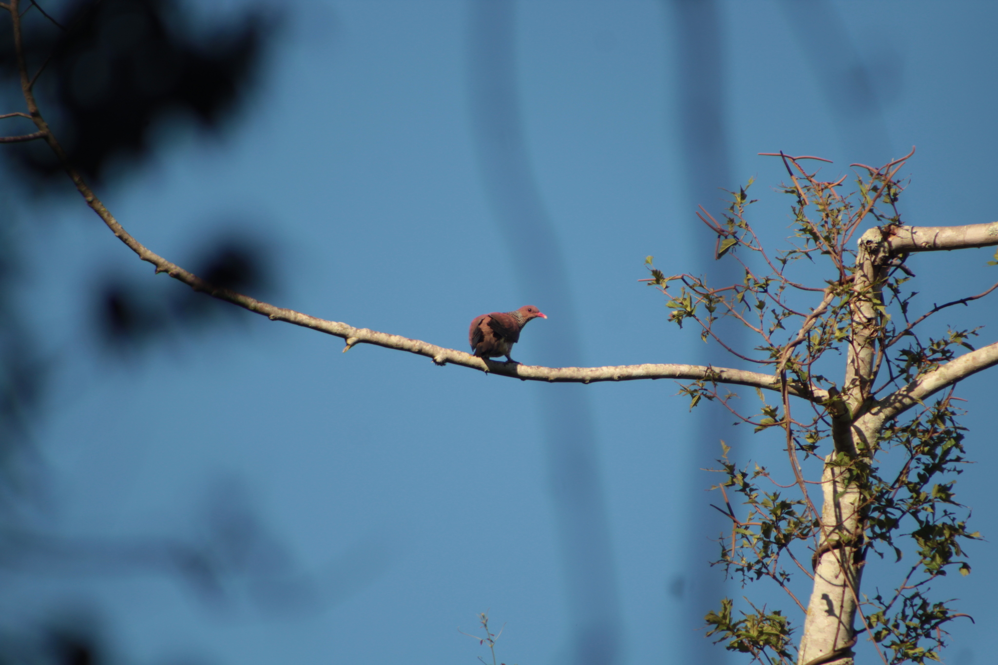 Scaled Pigeon (Patagioenas speciosa), photo 9