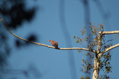 Scaled Pigeon (Patagioenas speciosa), photo 6