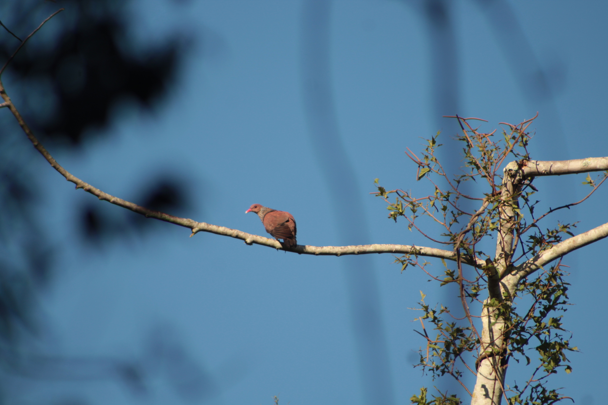 Scaled Pigeon (Patagioenas speciosa), photo 8