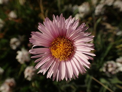 Erigeron caucasicus