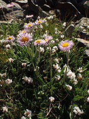 Erigeron caucasicus