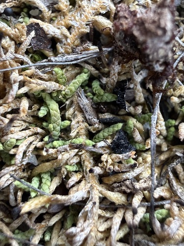 Lescur's Thelia Moss (Thelia lescurii)