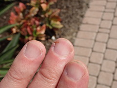 Pseudomyrmex seminole