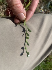 Plagiobothrys acanthocarpus