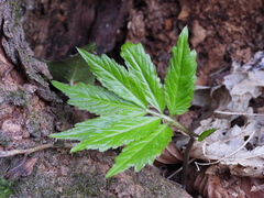 Cardamine heptaphylla