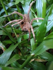 Phoneutria nigriventer