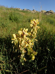 Pedicularis sibthorpii