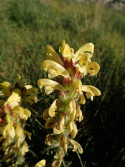 Pedicularis sibthorpii