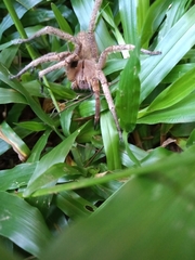 Phoneutria nigriventer