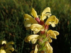 Pedicularis sibthorpii