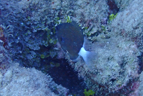 Chromis hanui observed 2026-03-06