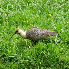 Theristicus melanopis