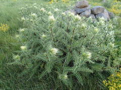 Cirsium obvallatum