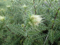 Cirsium obvallatum