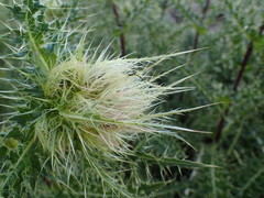 Cirsium obvallatum