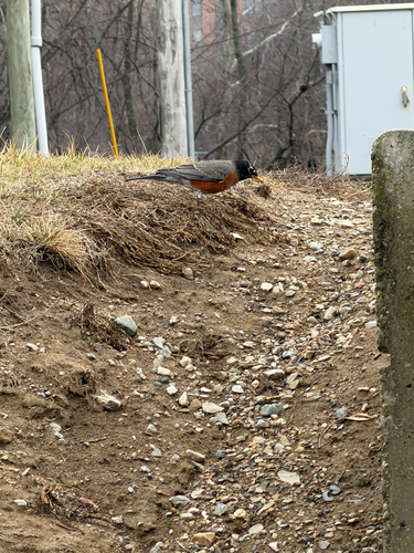 American Robin photographed in Indiana