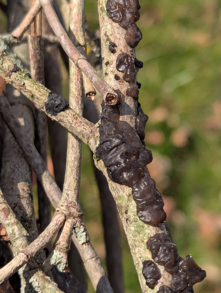 Exidia crenata · March 2026 · photo: © crystella (iNaturalist, cc-by)