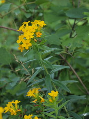 Lithospermum caroliniense croceum