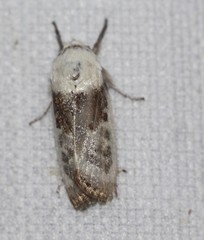 Cryptophasa albacosta