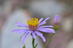 Galatella coriacea